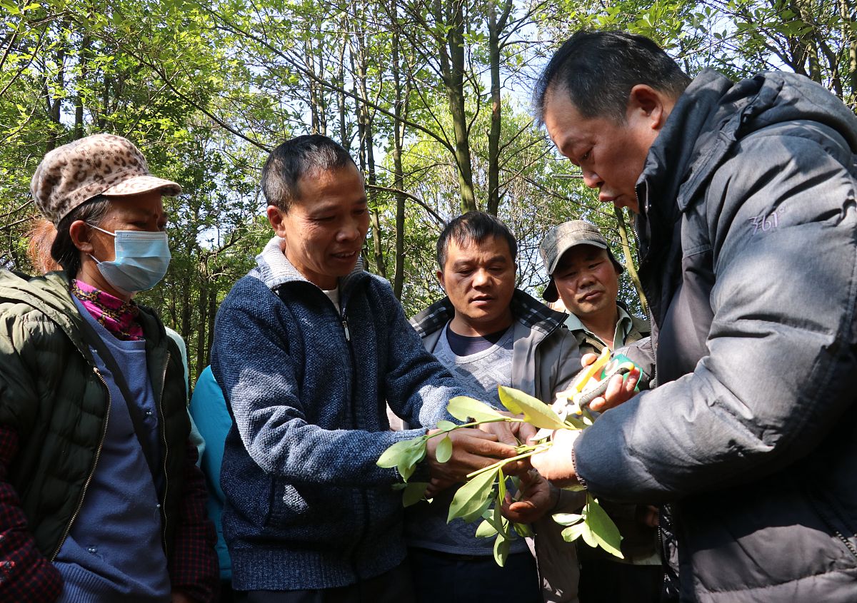 嫁接的优点：让你的植物更上一层楼