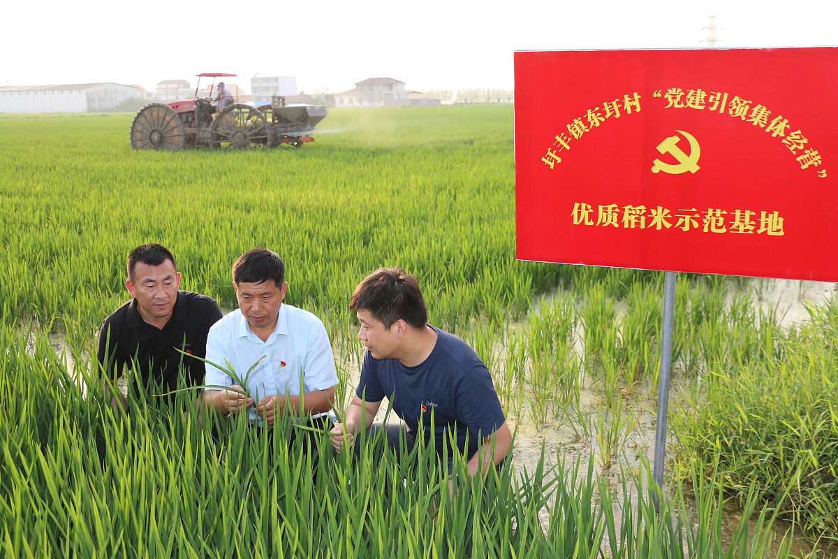 西安长安区小麦虫害防治：农户培训与宣传的有效方法