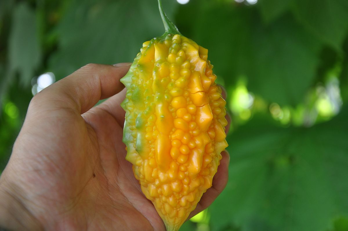 八月瓜药用功效及籽食用方法：降血糖、清热解毒