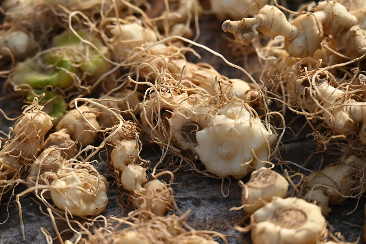 冰雪容九制黄精：让肌肤重获冰清玉洁之美！