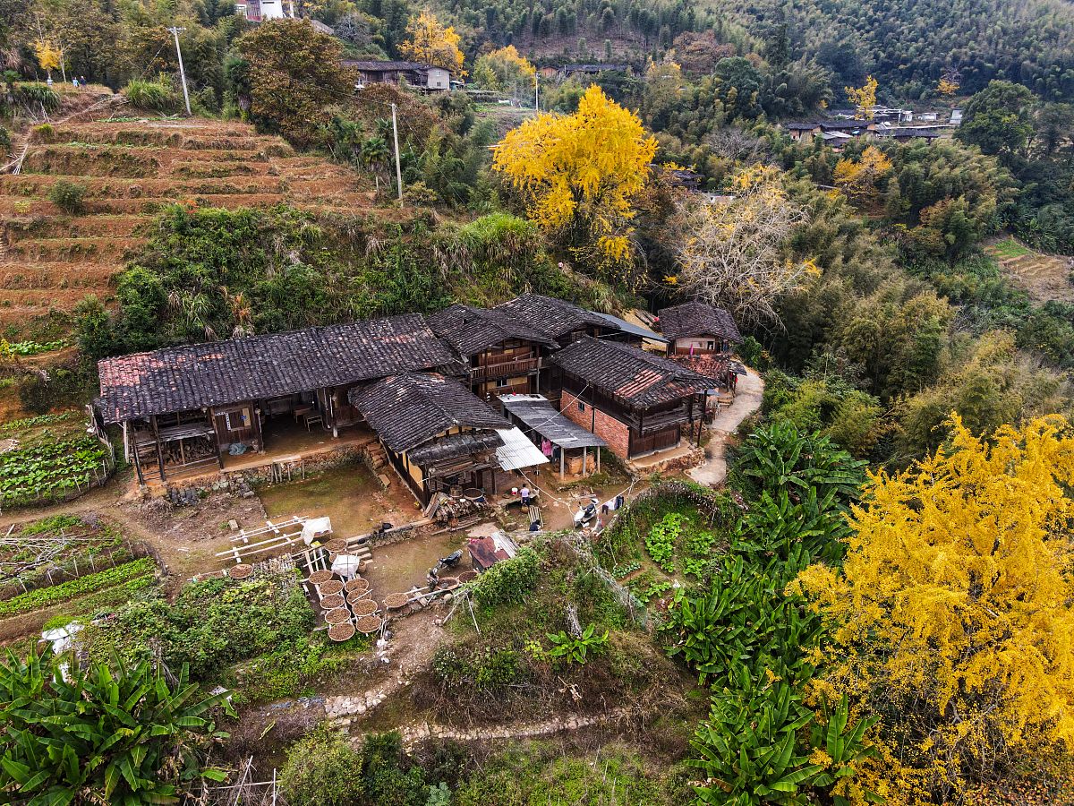 2021年11月20日,福建泉州丁荣村,散落在房前屋后,20多株百年以上的银