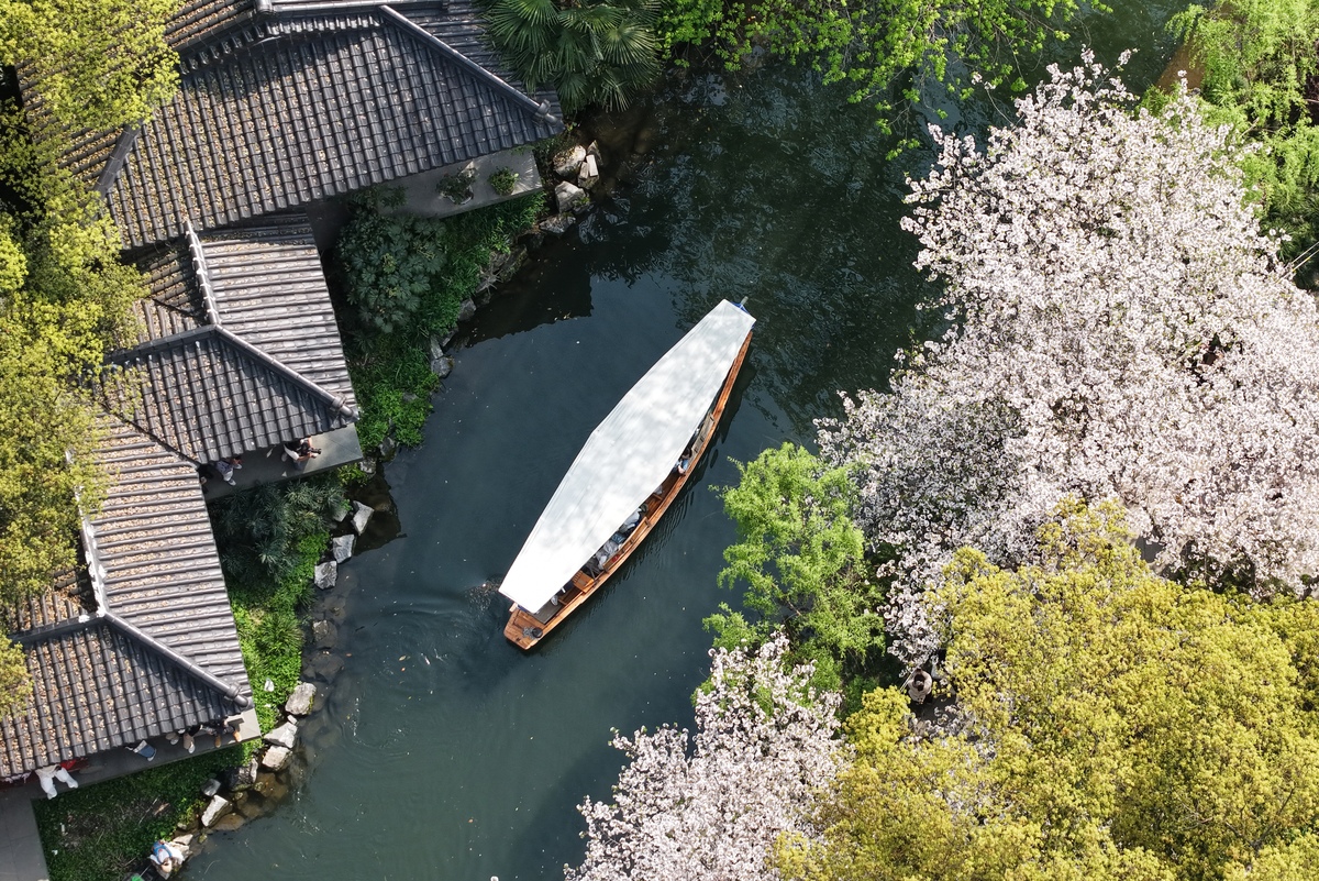 2026年3月29日,杭州,游客乘坐游船在西湖上赏樱游玩.
