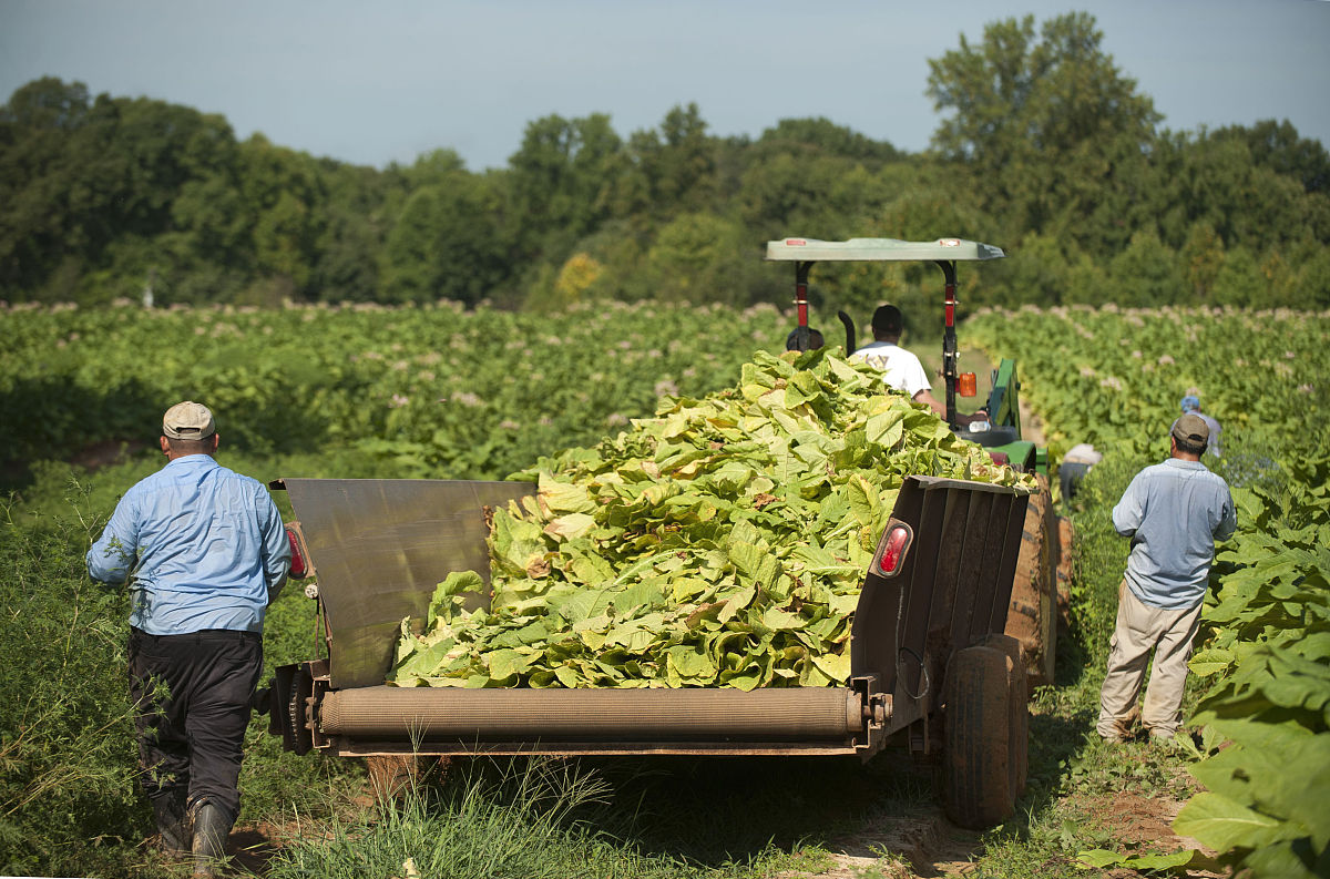 为什么减少轻光抑制效应有利于作物产量提升帮我用200字详细描述