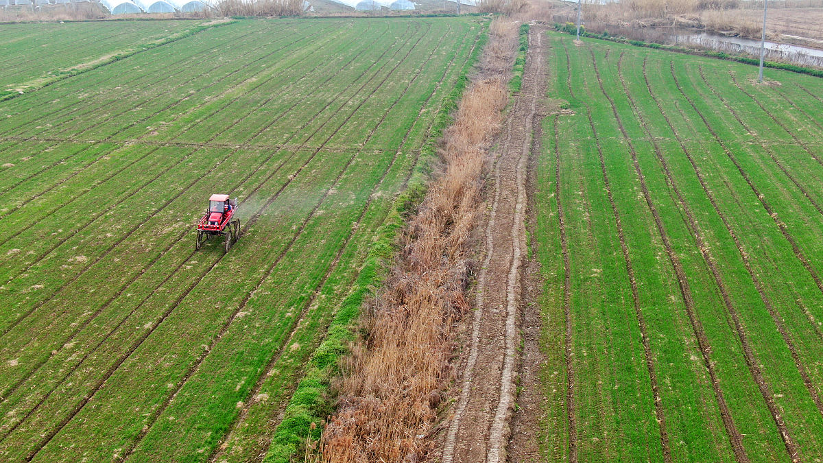 淳化县小麦追施氮肥指南：何时施、施多少？