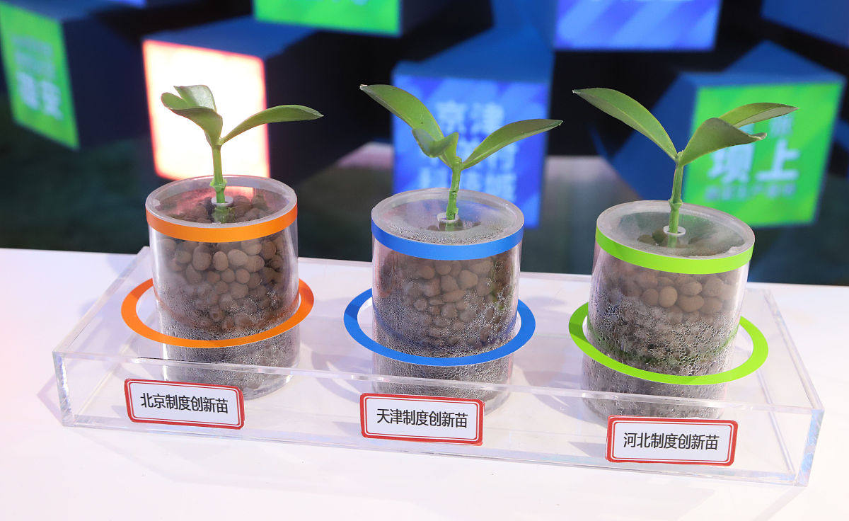 植物根系浸蜡包埋步骤详解：详细操作指南