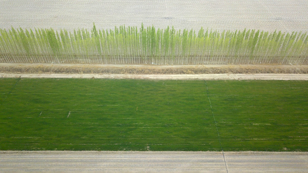 R代码：计算冬小麦生长季期间温度、降雨量和产量