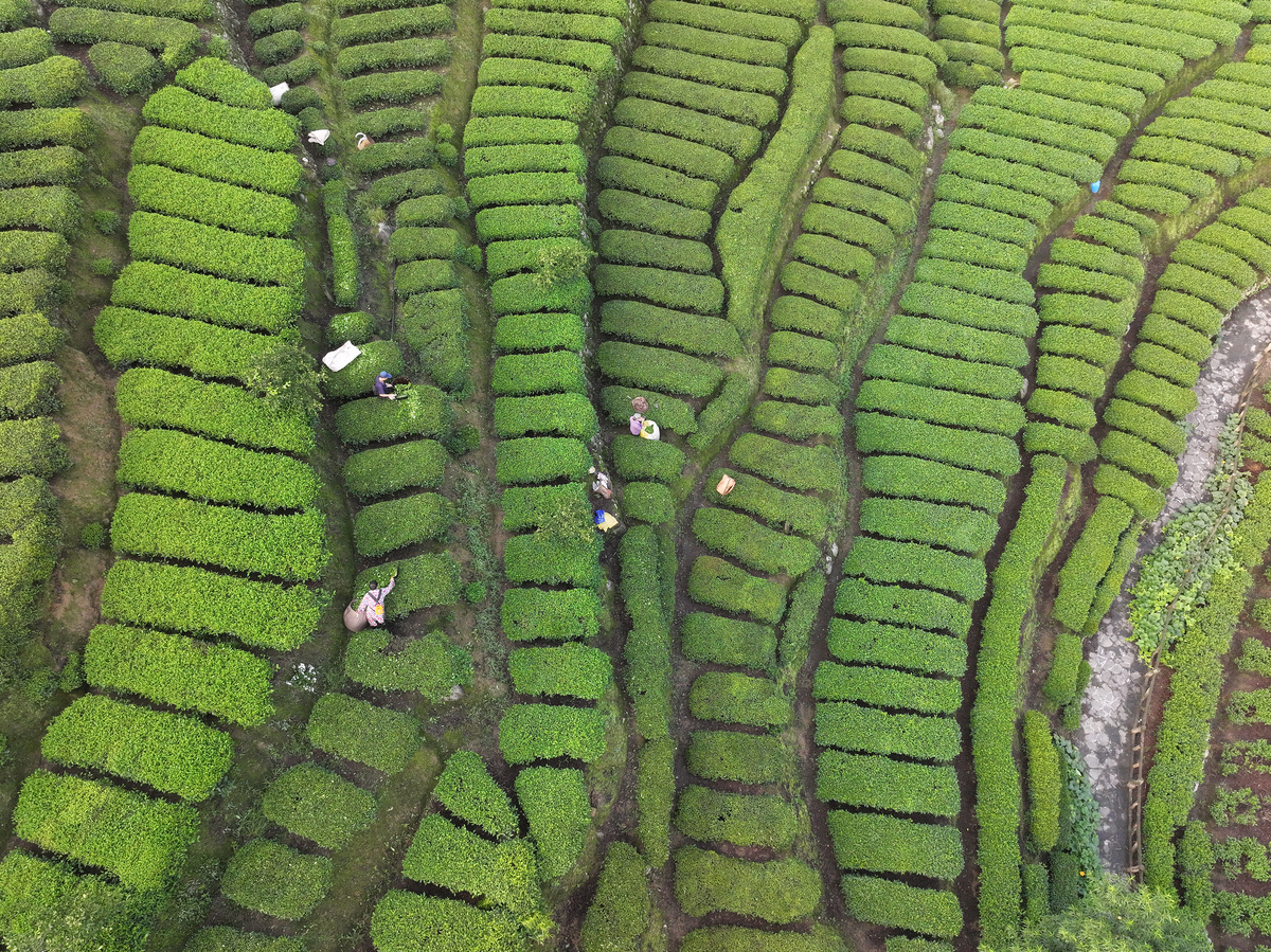 信阳毛尖：中国茶叶文化中的瑰宝