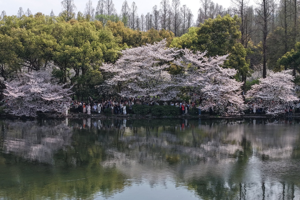 2026年3月29日,杭州,游客在西湖赏樱游玩.