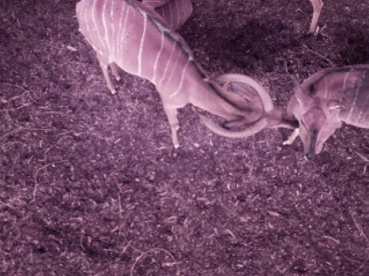 智能养猪创新技术：提高效率、改善猪只福利