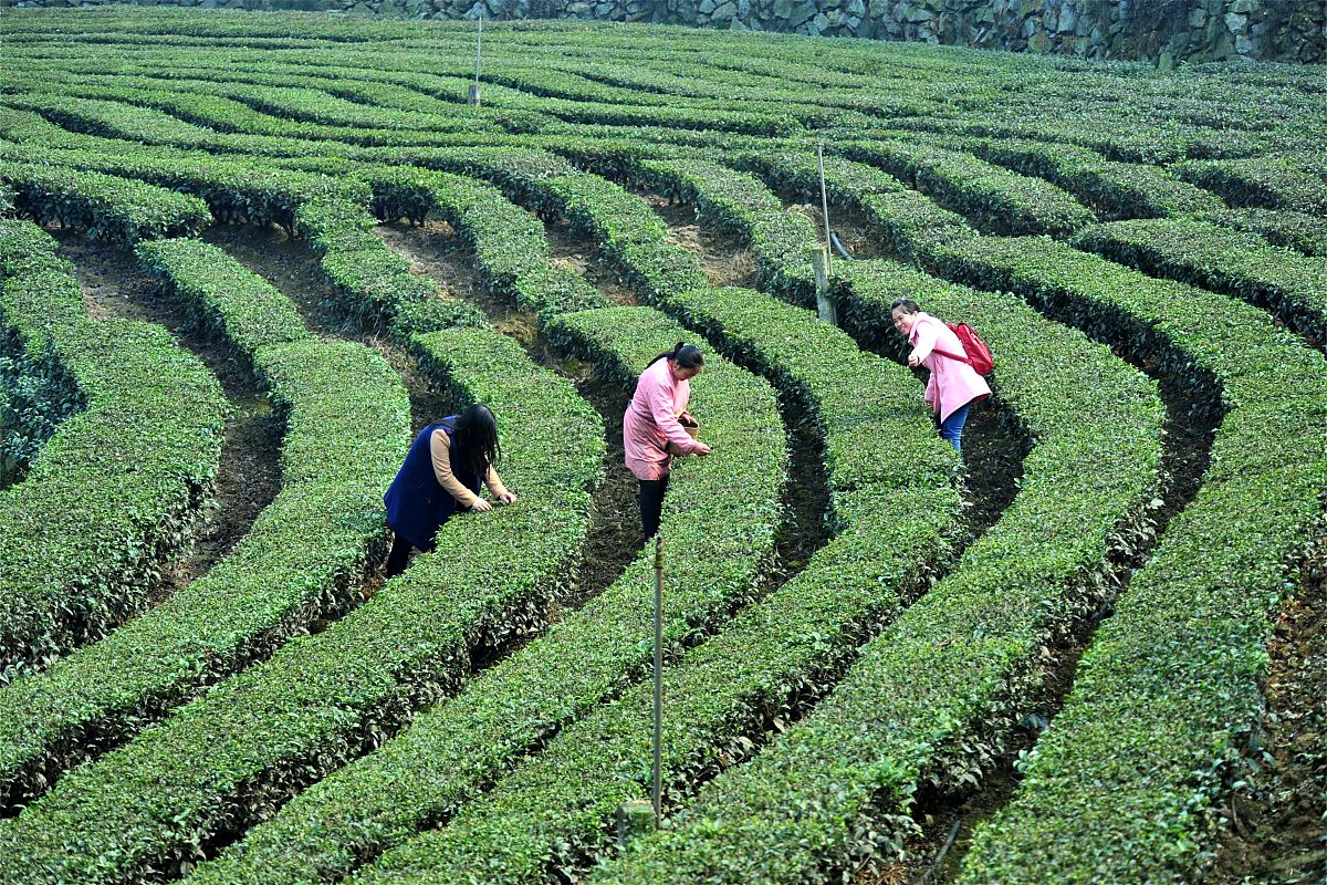 漳州科技职业学院茶树栽培与茶叶加工专业专业就业方向有哪些