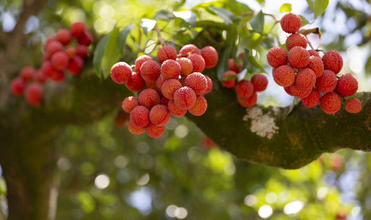 写出又是一年杨梅季下一句诗句