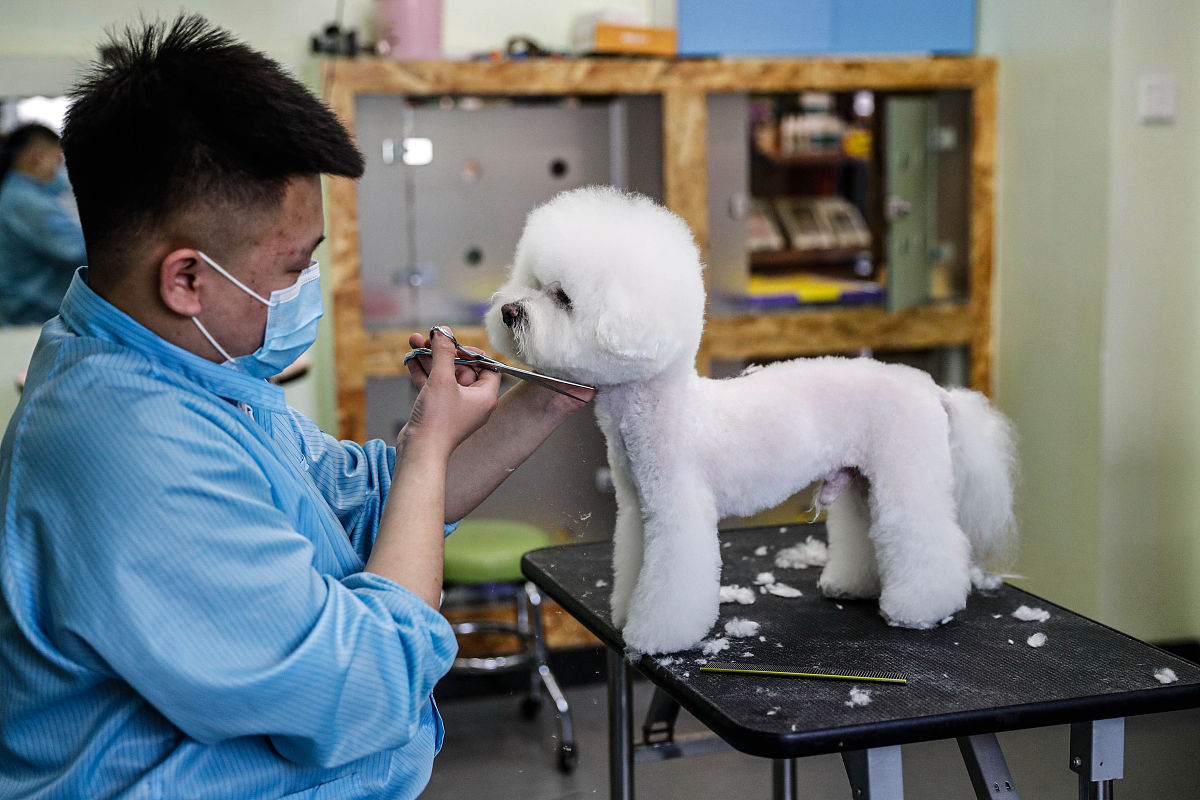 2023年宠物养护与疫病防治专业就业前景分析：未来发展趋势