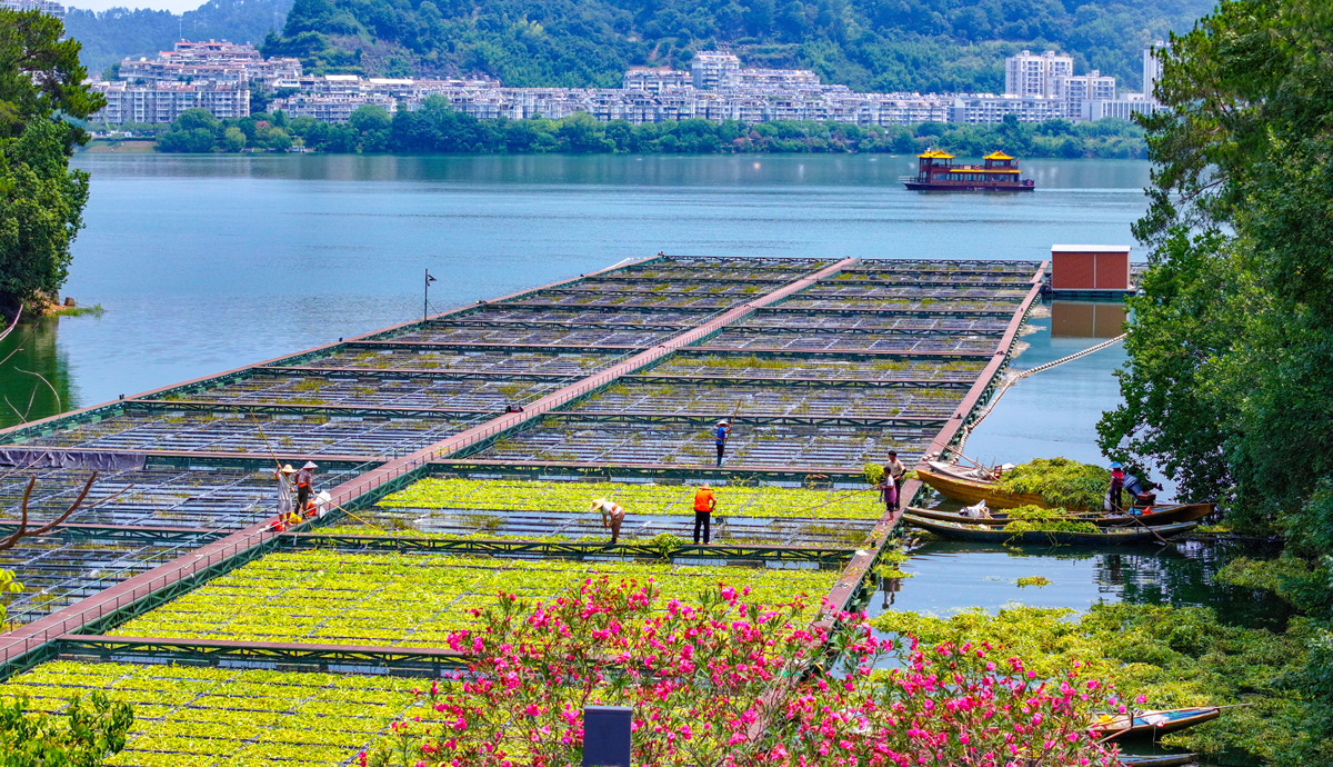 千岛湖特产推荐：除了美景，这些美食也别错过！