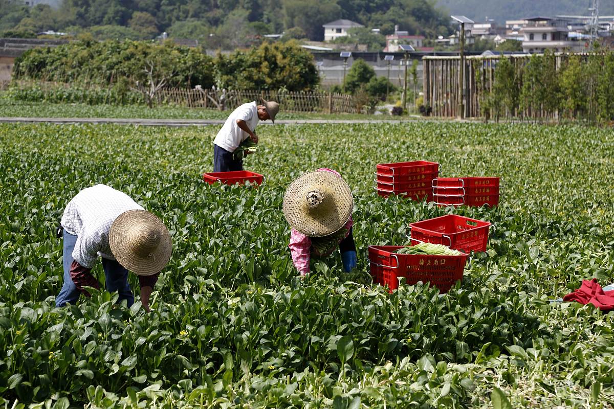 2018年4月18日,广东省梅州市梅县,侨乡村,正在从事农业生产的农民.