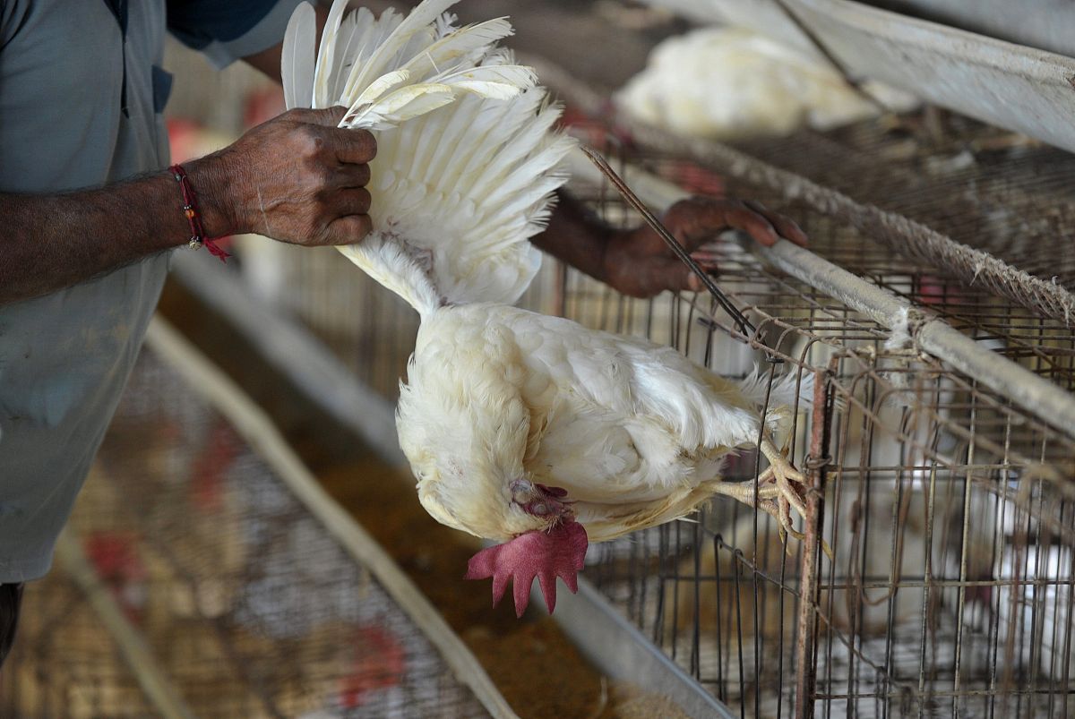 禽流感病毒株类型：H5N1、H7N9等