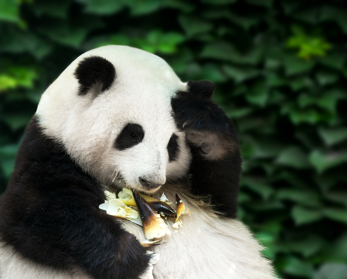 写一篇关于大熊猫的有趣文案