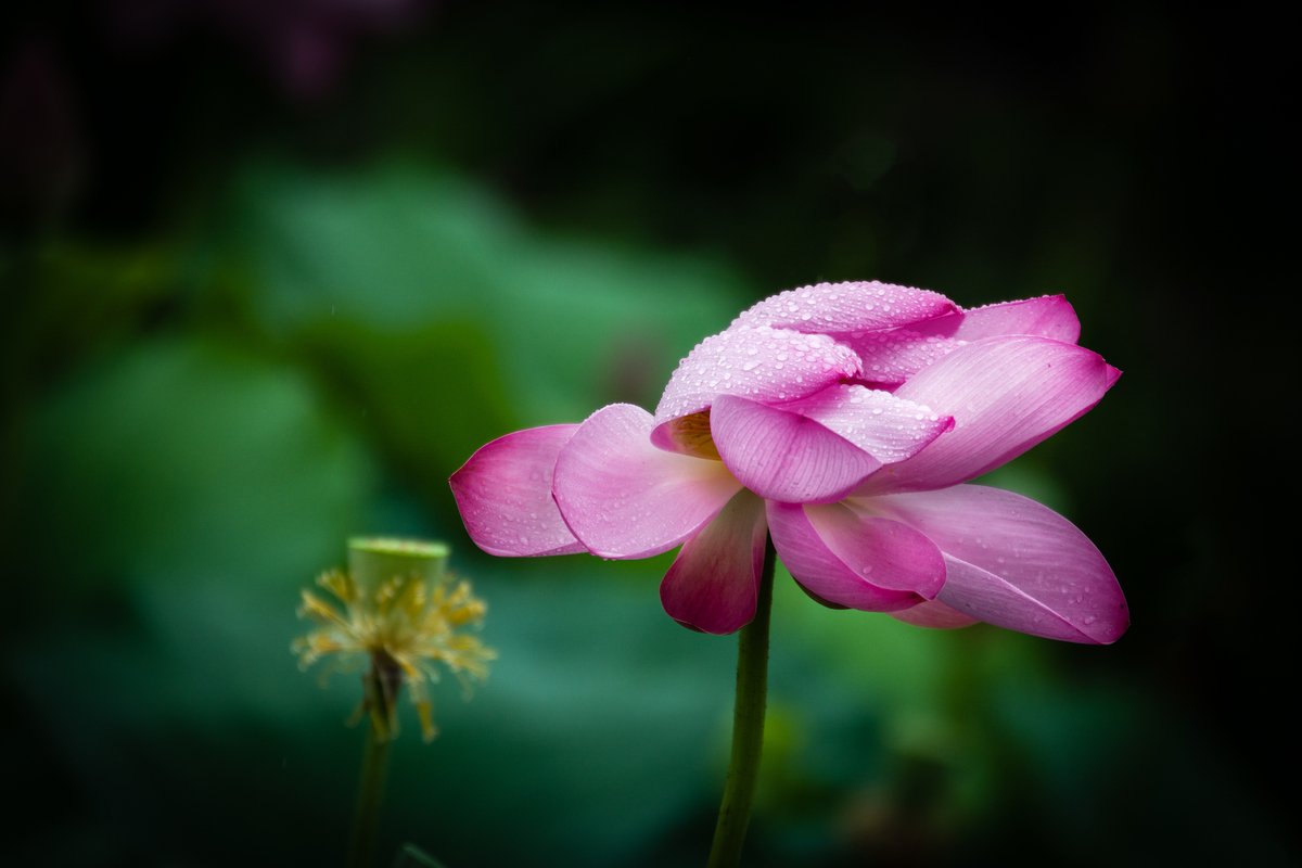 百花落：感悟生命的真谛与美丽