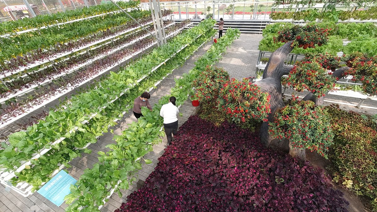 河南农业广播电视学校2023年招生电话 - 报名指南
