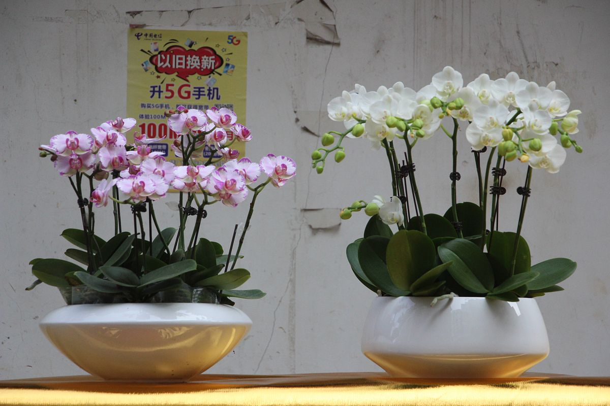 福寿花钱值多少钱