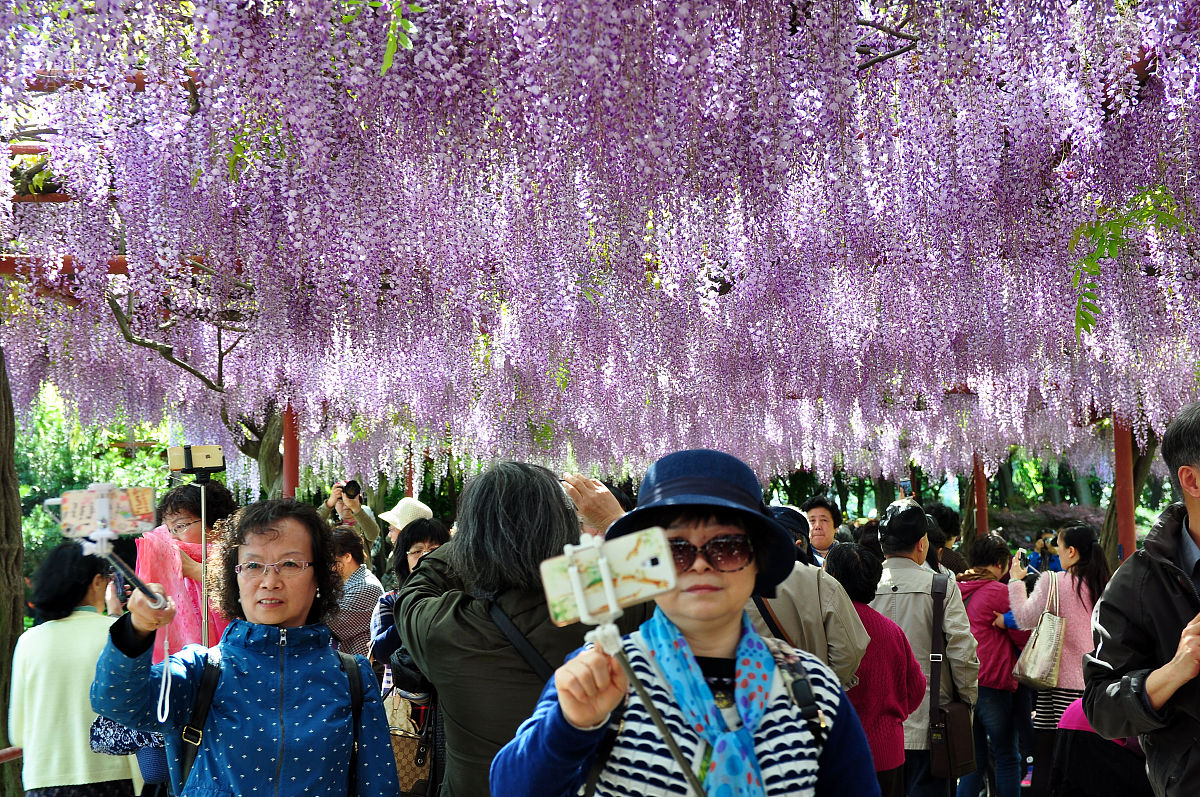 新都景区：紫藤花香，锦门古韵，桂湖音乐，静谧美好