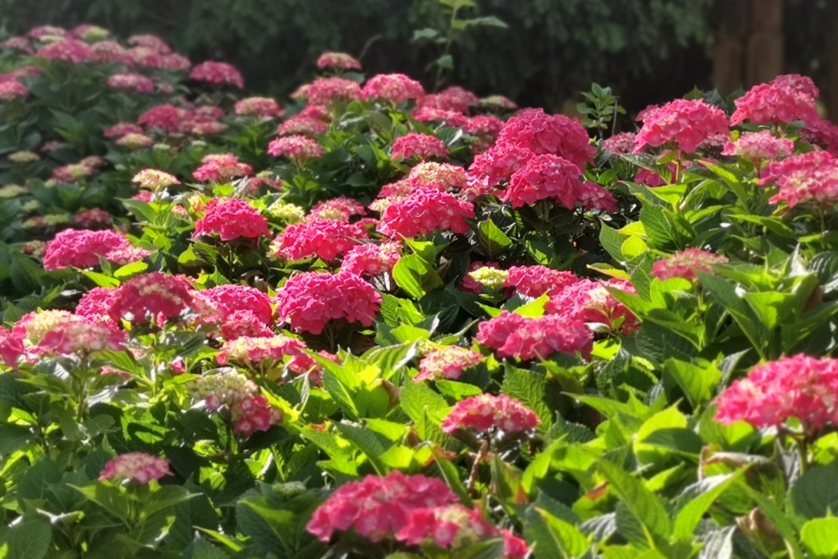 花开时节 | 不同花朵的盛放时间及特点