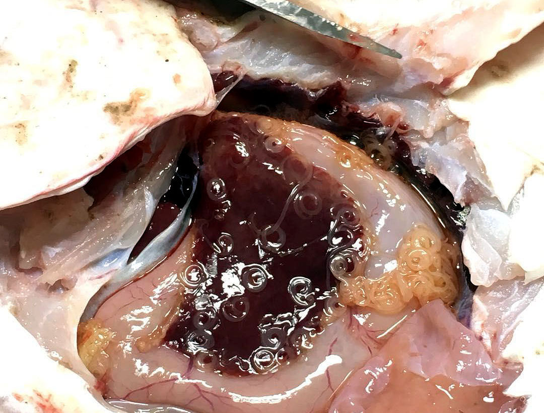 吃海鲜会引发阑尾炎吗继续继续继续继续