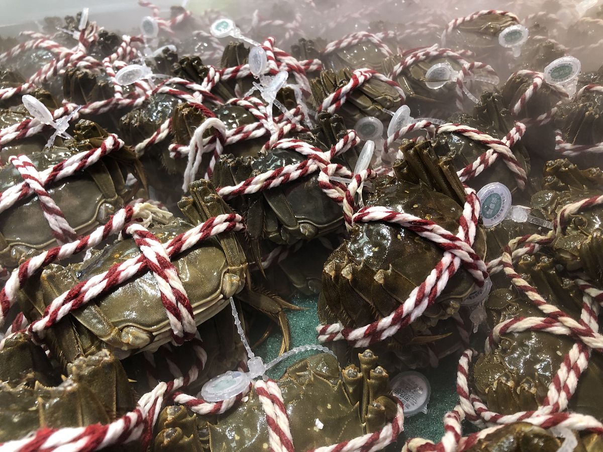 帝王蟹泛滥成灾？解读背后的科学真相