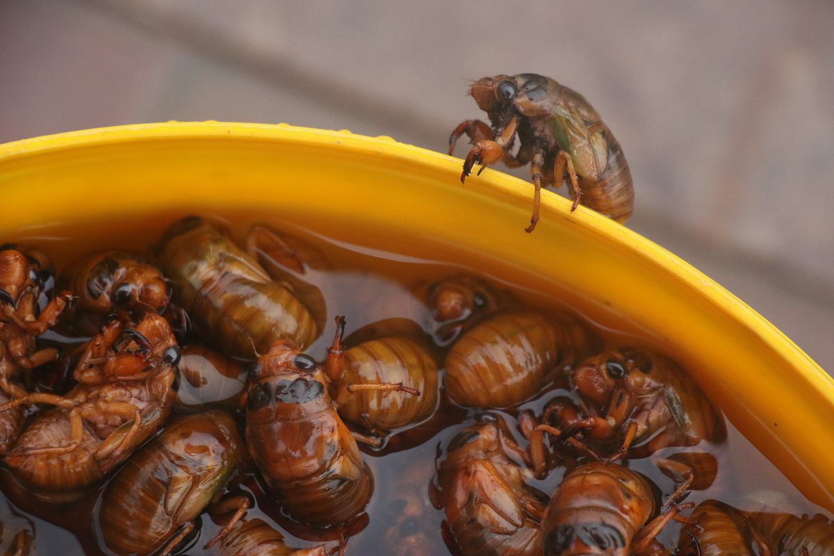 金蝉能吃吗？营养价值及食用方法详解