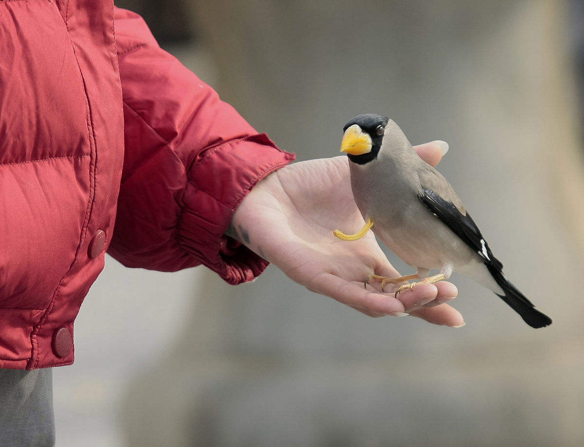 感人瞬间！鸟妈妈喂小鸟，传递无私的爱心