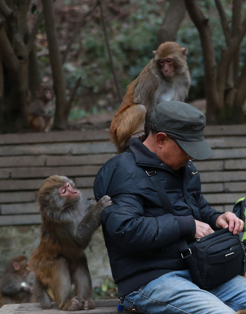 根据下面的话题写一篇500个字文章女子逛动物园手机丢失被猴子捡到 当事人：打电话过去猴子还接了4月1日河北石家庄 女子逛动物园手机丢失在猴山第二天就有游客拍到：猴子拿着电话玩。当事人谢女士介绍当天带孩子去动物园游玩喂猴子的时候不小心将手机掉到猴山里面。饲养员当时没找到我回家后发现iPad显示手机还在猴山并且一直在动。谢女士将囧事社交平台后第二天有网友留言回复称拍到了正在玩手机的猴子并发来了视频我发