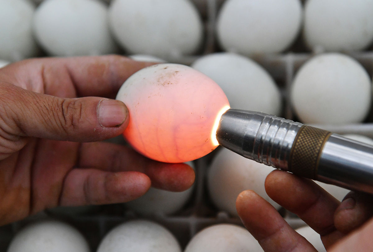 鹅种蛋饲养:精饲料喂养注意事项 鹅种蛋饲养:精饲料喂养注意事项