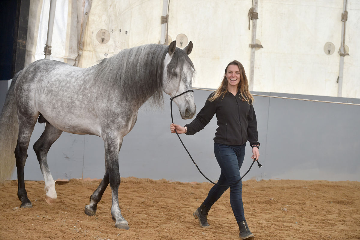 2018年2月7日,加拿大舞台秀《cavalia·舞马》在南京揭开神秘面纱,来