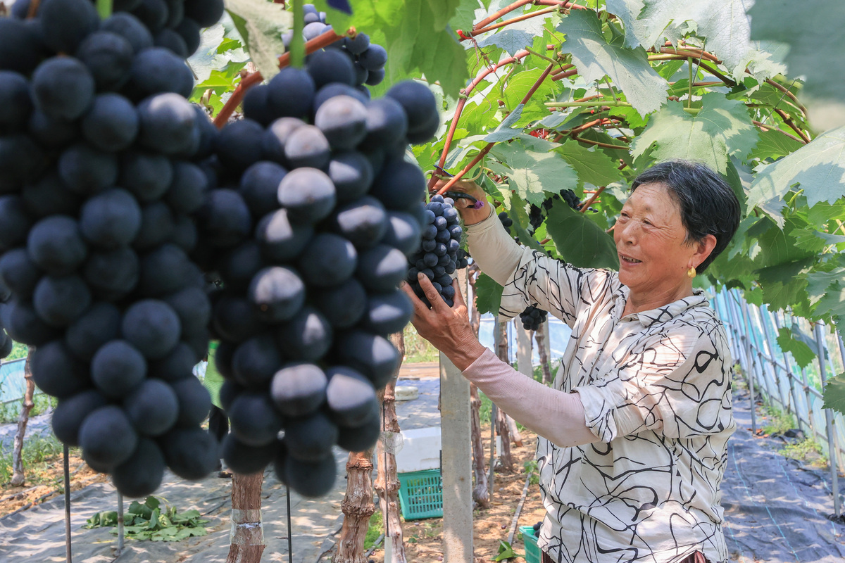 新型葡萄农产品产业成果：品种创新、技术升级、营销突破