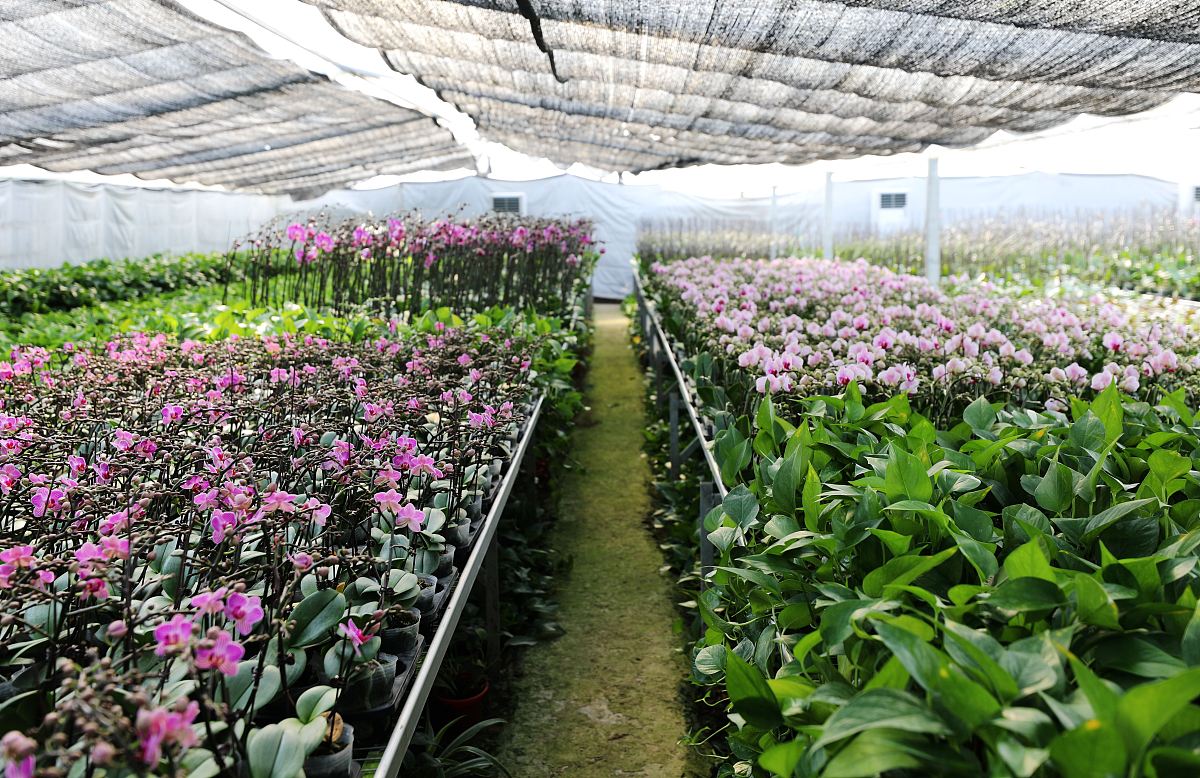 花卉种植栽培技术 - 高产高效的秘诀