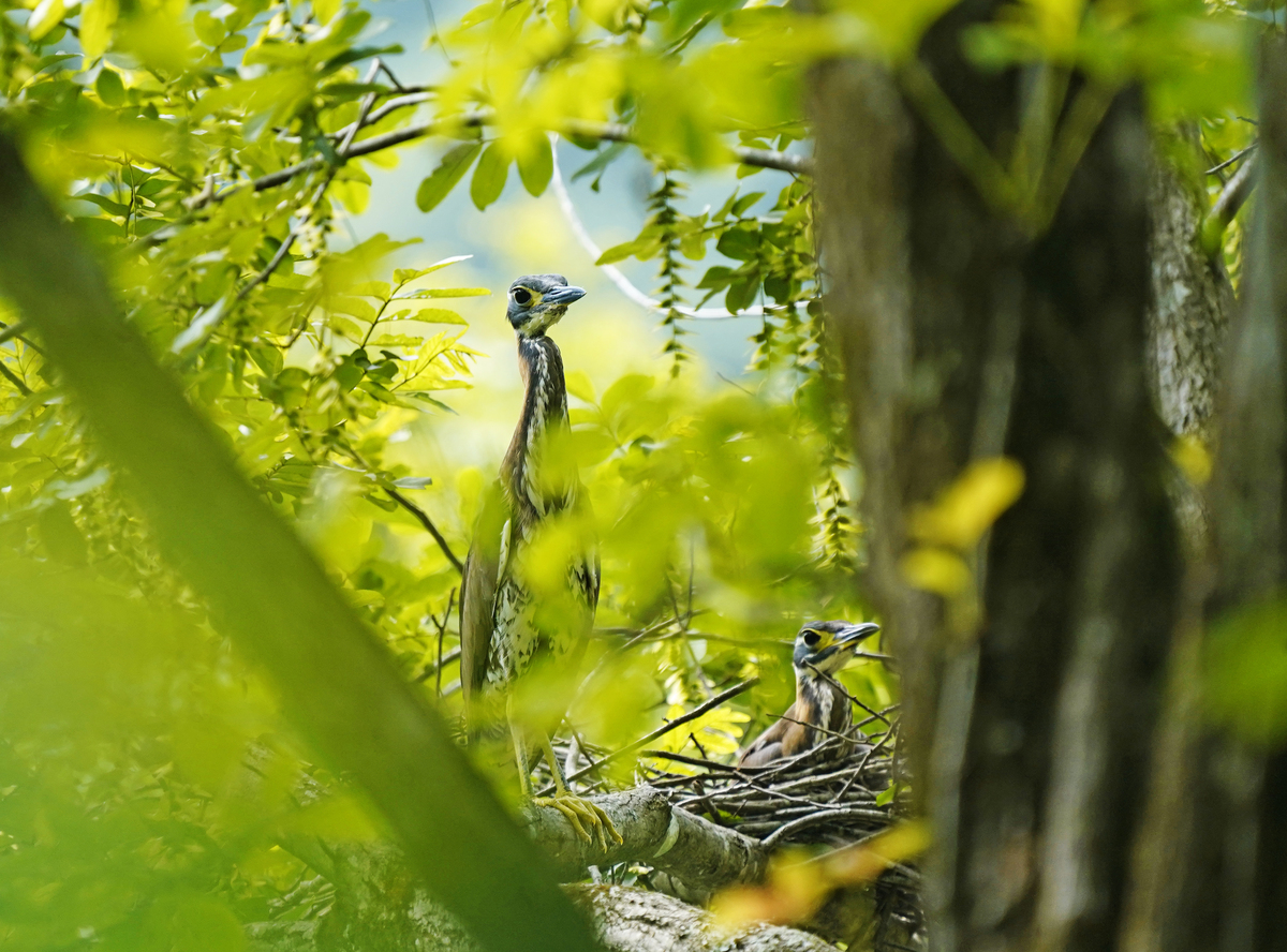 惊蛰：春雷响，万物苏醒！