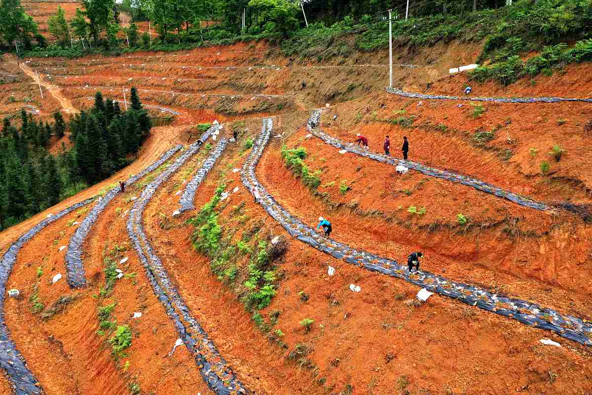 抬田造林的目的有哪些方面