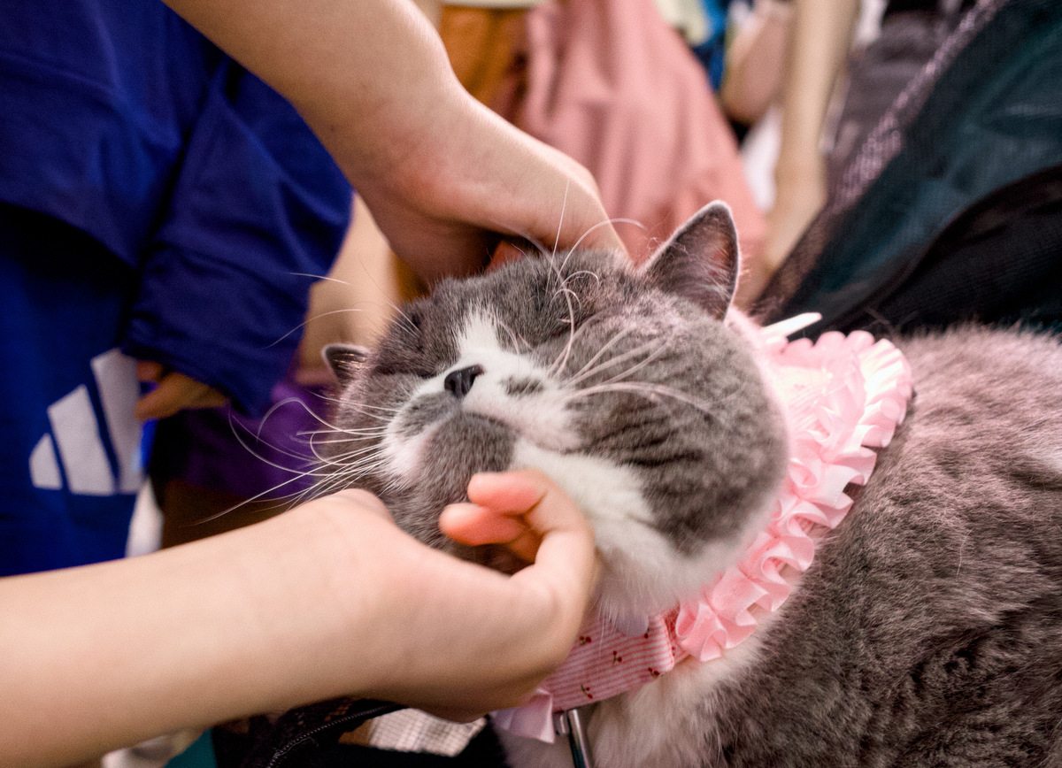 🐱新手铲屎官指南：迎接猫咪前，你需要准备这些！