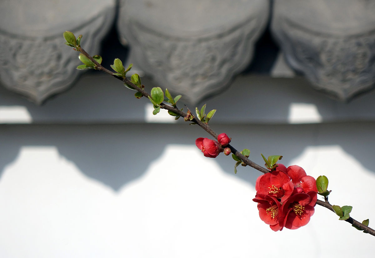 《蕊开两朵》凤栖堂前