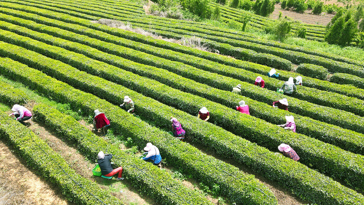 原神白术最佳圣遗物推荐 - 生命值与治疗效果提升指南
