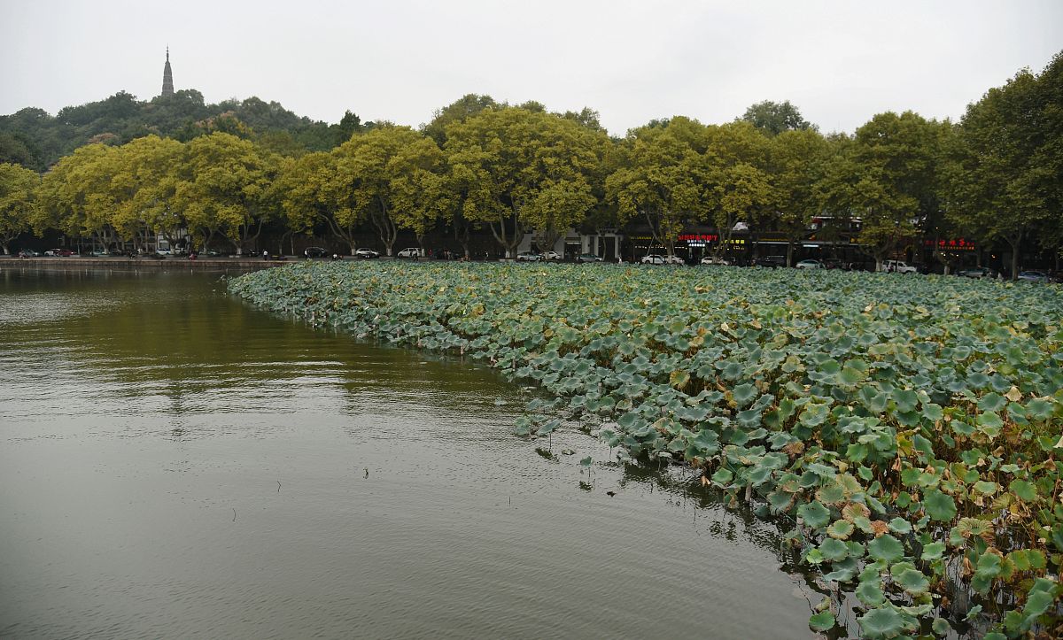 2019年10月12日,杭州,秋天的感觉越来越明显,西湖边风开始增大,气温也