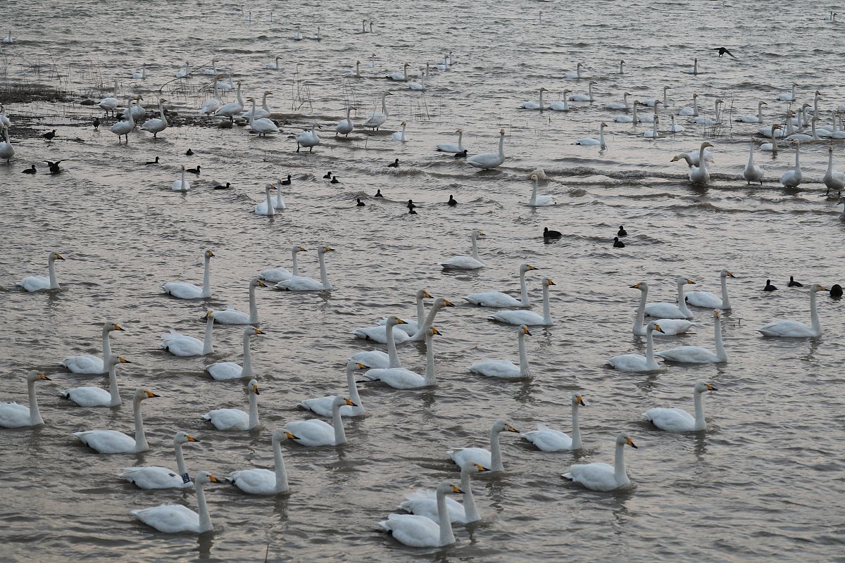 仿写白鹅第三自然段