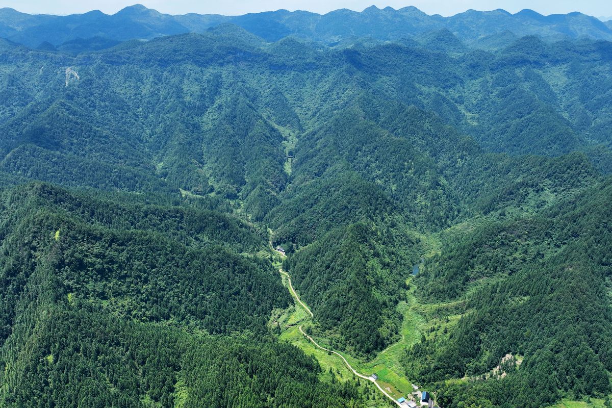 根据以上内容写一篇关于重庆市森林资源保护的研究背景。