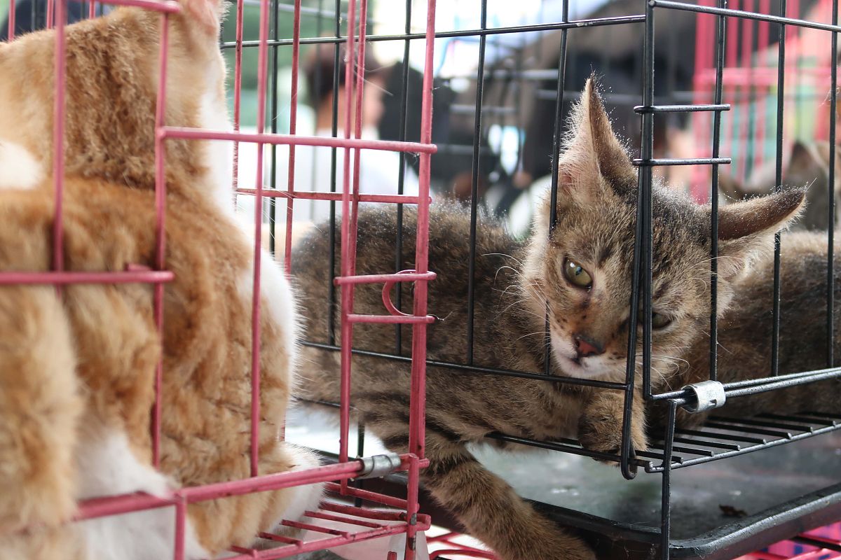 温暖守护，用爱呵护流浪猫：免费爱心猫粮活动