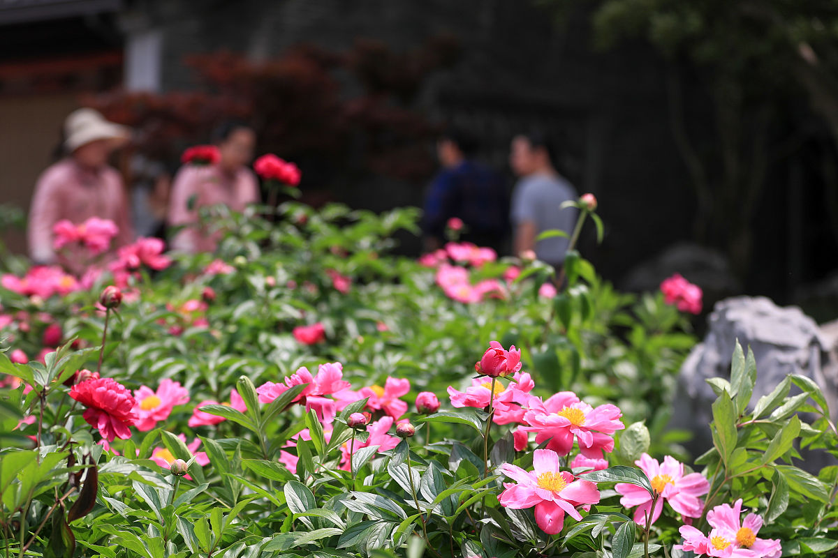 2021年4月28日,正值烟花三月下扬州的时候,江苏扬州瘦西湖风景区内的