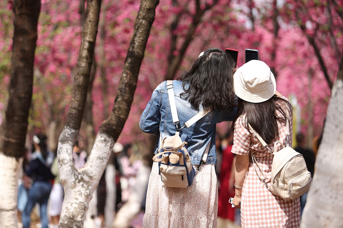 樱花世界模拟器手游更新：全新樱花季场景及活动上线！