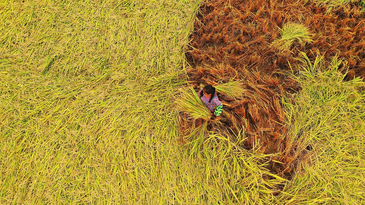 秋日漫步：金黄田野与多彩树林