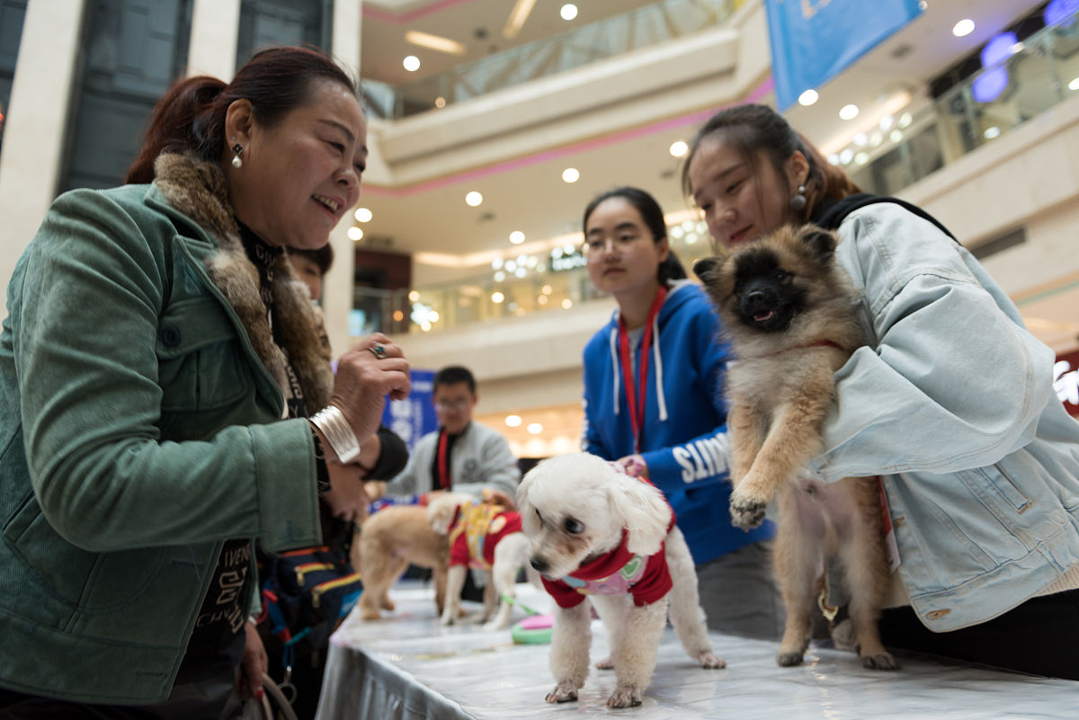 收养一只流浪动物，让爱回家