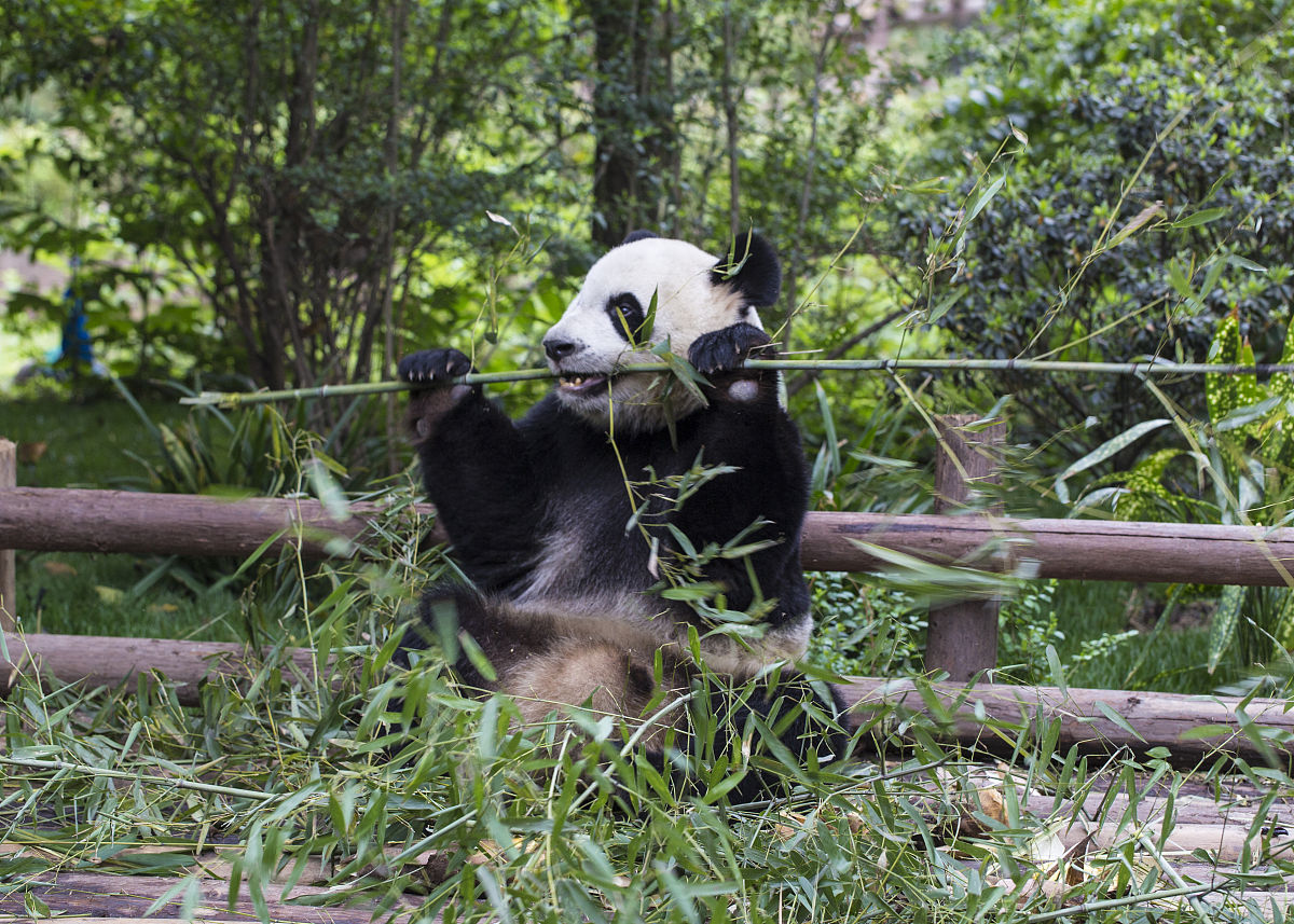 四川成都信息咨询资质办理指南:流程、要求及优势 四川成都信息咨询资质办理指南:流程、要求及优势