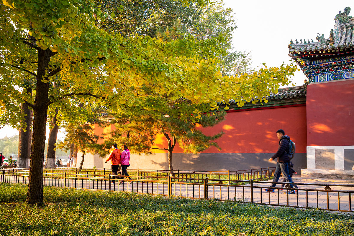 北京秋景：天坛、城楼、落叶与大树的美丽画卷