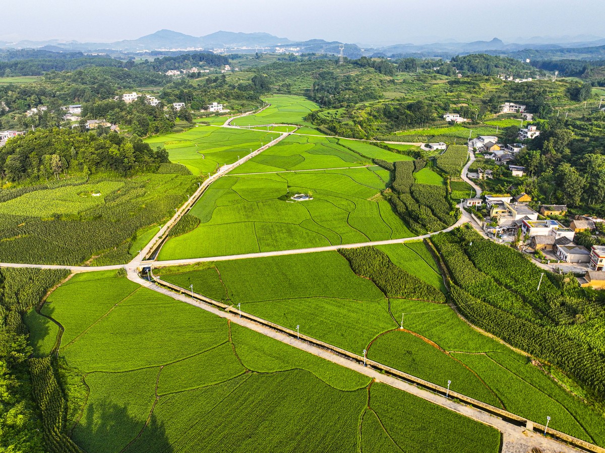 乡村生态环境改善指南：2000字详解如何打造绿色家园